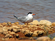 Sterna hirundo