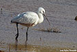 Platalea leucorodia