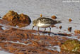 Calidris minuta