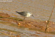 Calidris ferruginea