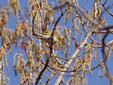 Phylloscopus sibilatrix