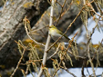 Phylloscopus sibilatrix