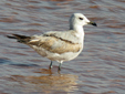 Larus audouinii
