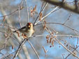 Carduelis flammea