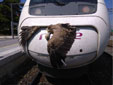 Gyps fulvus
