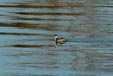 Podiceps nigricollis