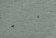 Podiceps nigricollis