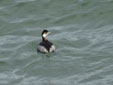 Podiceps nigricollis