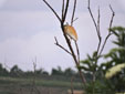 Ardeola ralloides
