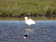 Platalea leucorodia
