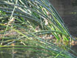 Acrocephalus schoenobaenus