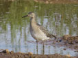 Philomachus pugnax