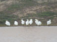 Platalea leucorodia