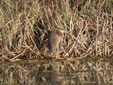 Ardea purpurea