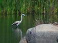 Phoenicopterus roseus