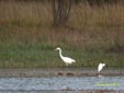 Egretta alba