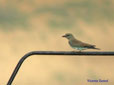 Coracias garrulus