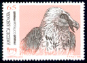Quebrantahuesos (Gypaetus barbatus). 1993