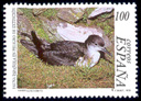 Pardela Pichoneta (Puffinus puffinus). 1999