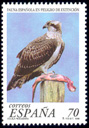guila Pescadora (Pandion haliaetus). 1999