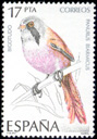 Bigotudo (Panurus biarmicus). 1985