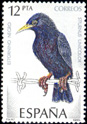 Estornino Negro (Sturnus unicolor). 1985