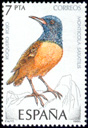 Roquero Rojo (Moticola saxatilis). 1985
