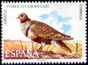 Ganga Ortega (Pterocles orientalis). 1973