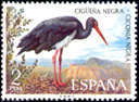 Cigea Negra (Ciconia nigra). 1973