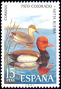 Pato Colorado (Netta rufina). 1973