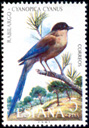 Rabilargo (Cyanopica cyanea). 1973