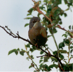 Curruca Carrasquea, hembra (Fotografa de Rufino Fernndez)