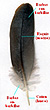 Morfologa de una pluma