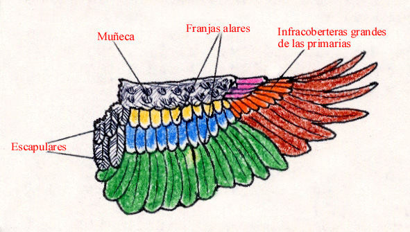 Morfologa externa de un ala 
