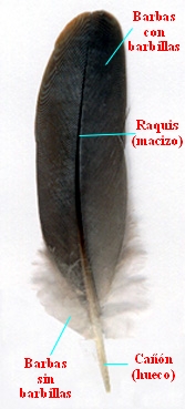 Morfologa de una pluma
