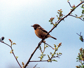 Tarabilla Comn, hembra (Fotografa de Rufino Fernndez)