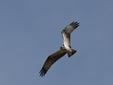 Pandion haliaetus
