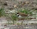 Charadrius dubius