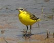 Motacilla flava flava
