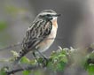 Saxicola rubetra