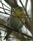 Carduelis spinus
