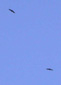 Aegypius monachus
