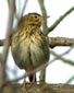 Anthus trivialis