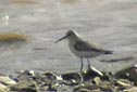 Calidris ferruginea