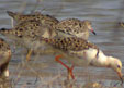 Philomachus pugnax