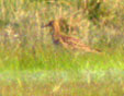 Philomachus pugnax