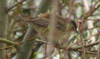 Acrocephalus schoenobaenus
