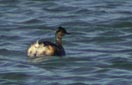 Podiceps nigricollis
