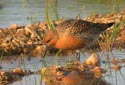Calidris canutus
