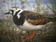 Arenaria interpres